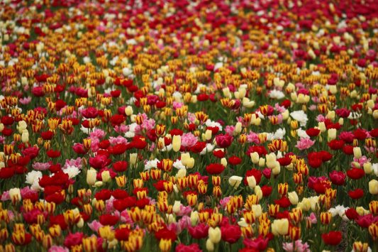 Farbenpracht - Tausende Tulpen auf einem Feld. / © Stephan Hahnel/pixelio.de