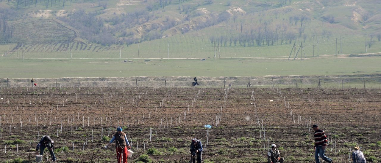Feldarbeit in Gagausien. Die autonome Region liegt in Moldawien und gehört zu den ärmsten Regionen Europas. Foto: DANIEL MIHAILESCU | AFP
