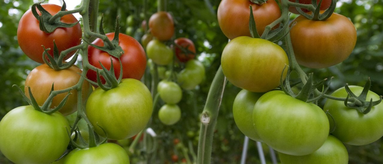 Tomaten bestehen zu 95 Prozent aus Wasser – in Zukunft dann vielleicht aus Fischwasser. Schmeckt man aber nicht, sagen die Forscher. Foto:AFP
