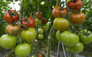Tomaten bestehen zu 95 Prozent aus Wasser – in Zukunft dann vielleicht aus Fischwasser. Schmeckt man aber nicht, sagen die Forscher. Foto:AFP
