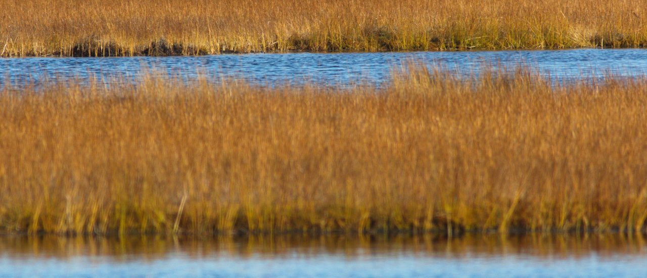Einmal trockengelegt, sind Moore nur schwer wiederzubeleben. Die sogenannte Wiedervernässung der Landschaften ist schwierig und kann vier bis zehn Jahren dauern. Foto: Bog lakes CC BY-SA 2.0 | Tatiana Bulyonkova | Flickr.com