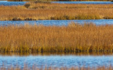 Einmal trockengelegt, sind Moore nur schwer wiederzubeleben. Die sogenannte Wiedervernässung der Landschaften ist schwierig und kann vier bis zehn Jahren dauern. Foto: Bog lakes CC BY-SA 2.0 | Tatiana Bulyonkova | Flickr.com