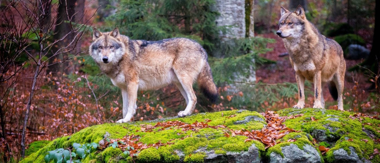 Bavarian Forest National Park – Wolves 3