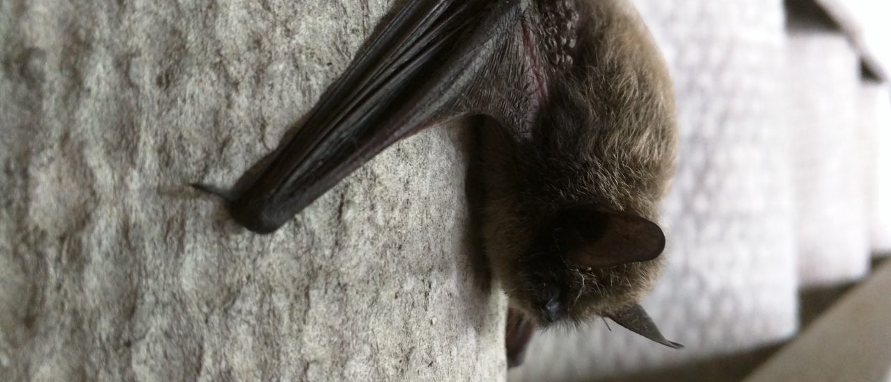 Foto: Whiskered Bat? | CC BY 2.0 | Robbin D. Knapp / flickr.com