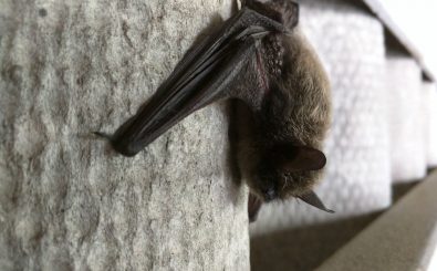 Foto: Whiskered Bat? | CC BY 2.0 | Robbin D. Knapp / flickr.com