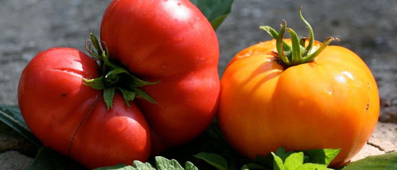 Tomaten aus dem eigenen Garten: für viele der Inbegriff von Bio-Gemüse. Foto: Datscha-Garten: Tomaten CC BY-SA 2.0 | Jürg Vollmer (maiak.info) / flickr.com