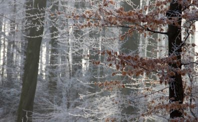 Winterzeit, Märchenzeit – in der Woche vor Weihnachten sendet detektor.fm einige der schönsten Märchen der Gebrüder Grimm. Immer zwischen 16 und 17 Uhr. Foto: gegenlicht – back light CC BY-SA 2.0 | glasseyes view / flickr