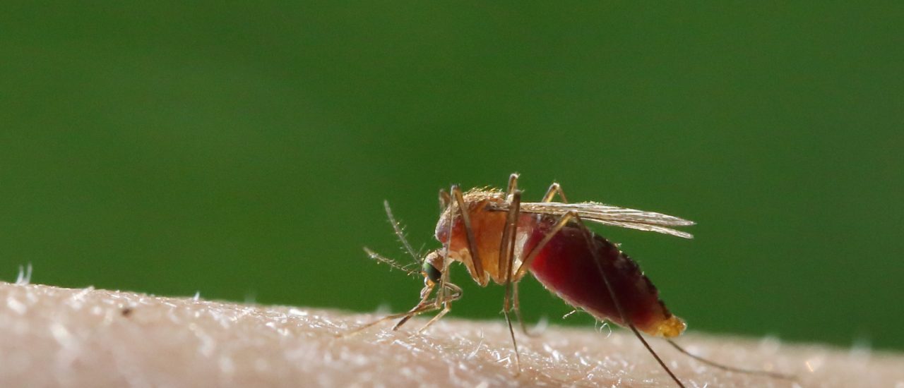 Das Virus wird durch Mücken übertragen. Ausgebrochen ist das Virus wohl im Nordosten Brasiliens. Besonders gefährdet sind offenbar ungeborene Kinder von Schwangeren. Foto: Gemeine Stechmücke – Culex pipiens CC BY-SA 2.0 | gbohne / flickr.com
