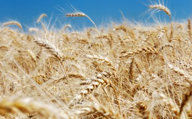 Schutzzölle für die Landwirtschaft sind lange unantastbar gewesen. In den laufenden TTIP-Verhandlungen jedoch wächst der Druck auf die EU – amerikanische Konzerne wollen ihr Getreide billig exportieren. Foto: Wheat CC BY-SA 2.0 | Javier | flickr.com