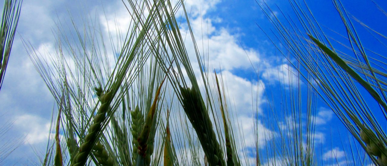 Von Pestiziden bedroht: Bio-Getreide im Wind. Foto: Getreide im Wind CC BY-SA 2.0 | Frank / flickr.com