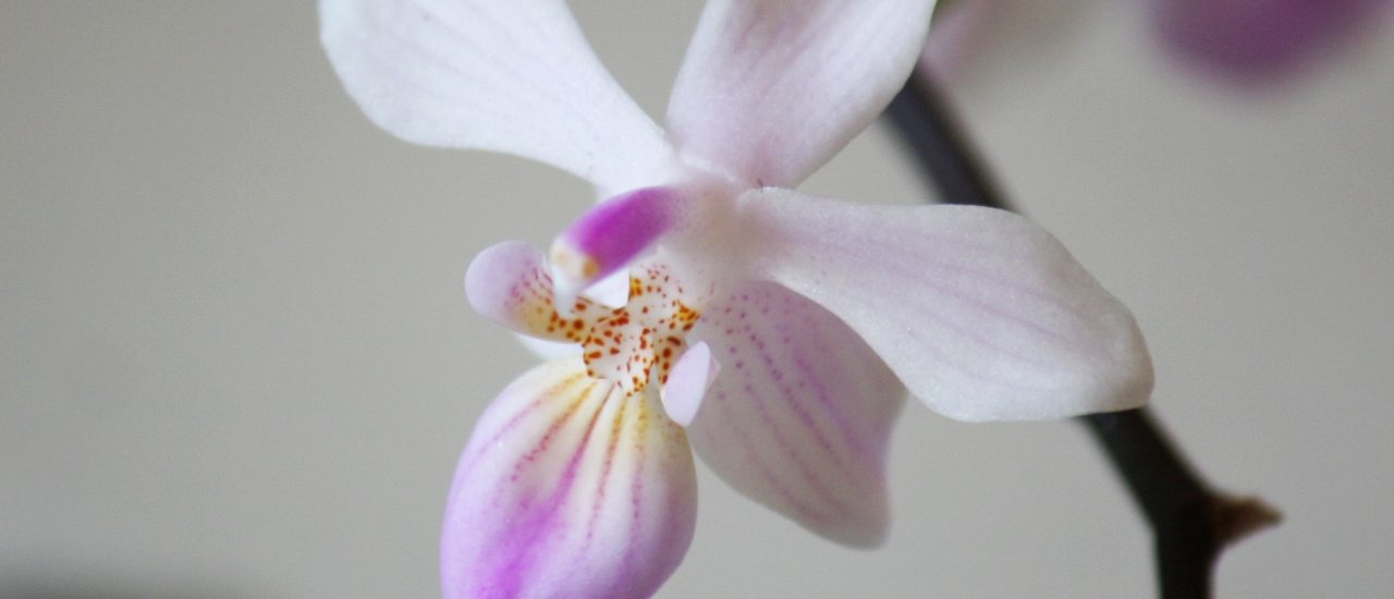 Damit die Zimmerpflanzen auch lange halten, sollte man einige Regeln berücksichtigen. Foto: Phalaenopsis lindenii/ credit: CC BY 2.0 | Maja Dumat / flickr.com
