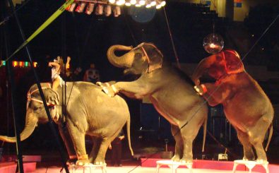Viele Zirkusse haben sich schon von ihren Elefanten getrennt. Sind sie im Zirkus bald komplett verboten? Foto: Ansar Shrine Circus | CC BY 2.0 | Katherine Johnson / flickr.com