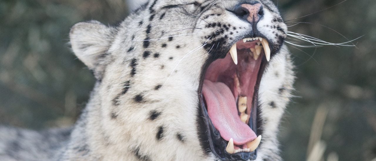 Schneeleoparden gelten weder als besonders vorlaut noch als Langschläfer. Trotzdem stellt sich die Frage: Schlafmütze oder Schreihals? Foto: Snow Leopard Teeth CC BY-SA 2.0 | Eric Kilby / flickr.com