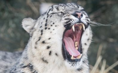 Schneeleoparden gelten weder als besonders vorlaut noch als Langschläfer. Trotzdem stellt sich die Frage: Schlafmütze oder Schreihals? Foto: Snow Leopard Teeth CC BY-SA 2.0 | Eric Kilby / flickr.com