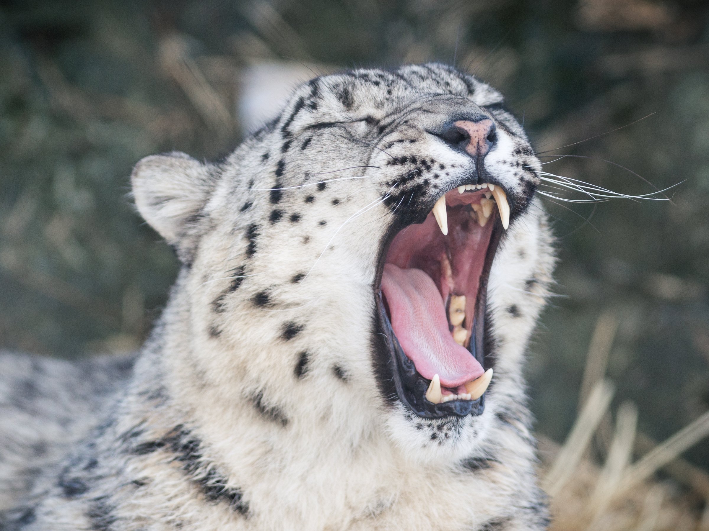 Stadtgesprach Baby Schneeleoparden Im Neunkircher Zoo Zwei Kleine Geister Der Berge Detektor Fm Das Podcast Radio