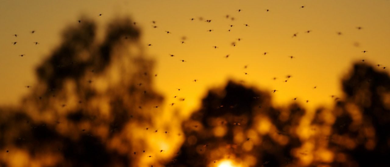 Stechmücken und Mückenstiche gehen meist Hand in Hand. Foto: imgp1900 | CC BY 2.0 | tigglrep / flickr.com.