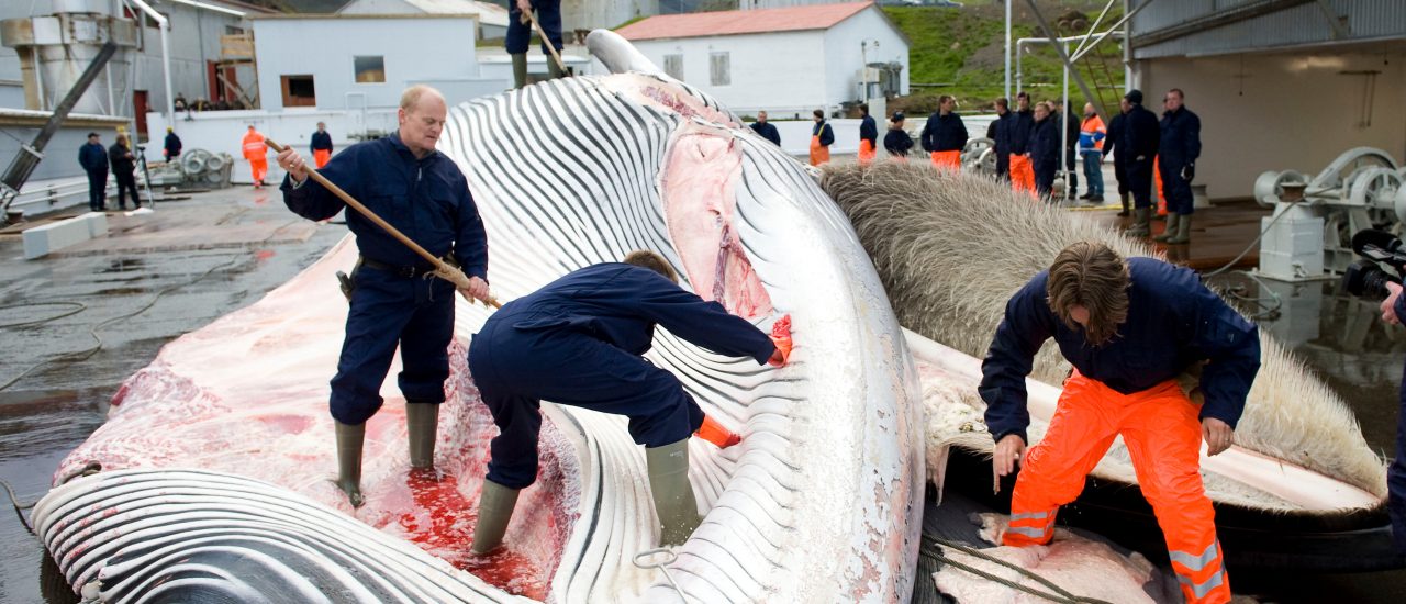 Der Walfang ist umstritten – trotzdem will Norwegen nicht damit aufhören. Foto: Halldor Kolbeins | AFP