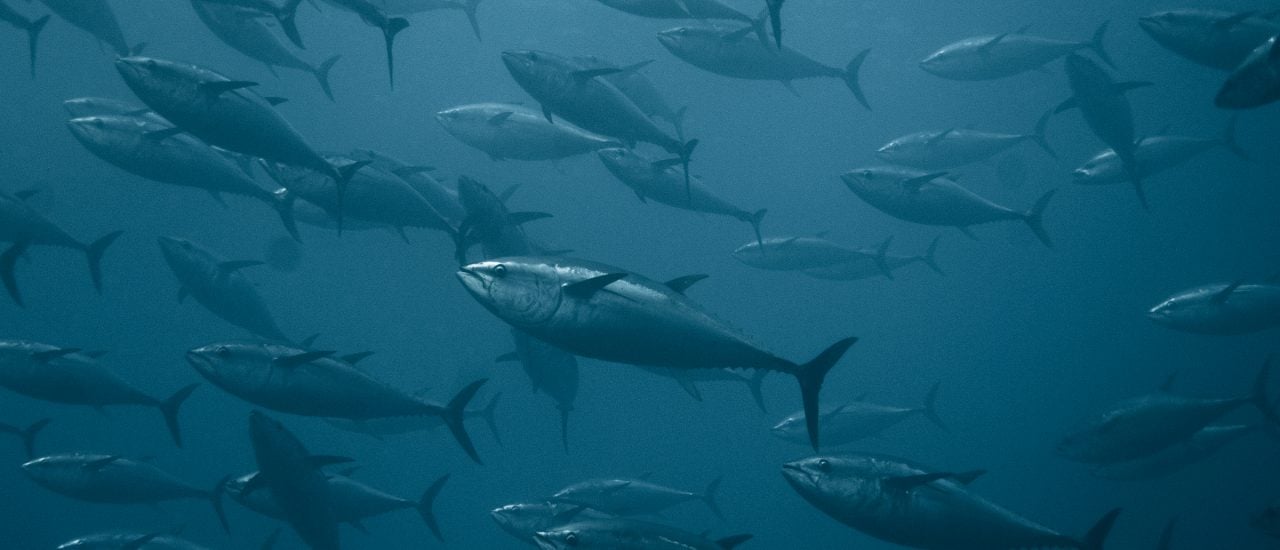 Ein Schwarm Thunfische im Meer – bald ausgestorben? Das Port States Measures Agreement soll helfen. Foto: JALX12TFX01-6054 | CC BY 2.0 | TheAnimalDay.org / flickr.com.