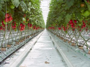 Tomatenreihe in Hydrokultur. Foto: Goldlocki | wikimedia - CC BY-SA 3.0
