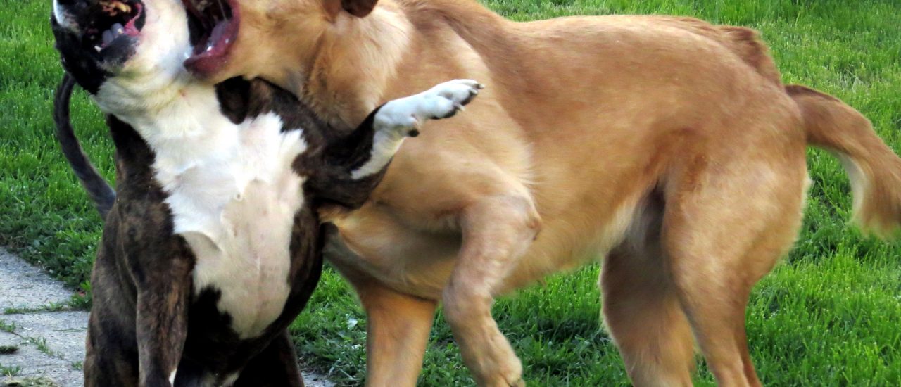 Will der nur spielen oder beißt der gleich? Foto: Daisy and Buster in a mock dog fight. | CC BY-ND 2.0 | Steve Baker / flickr.com.