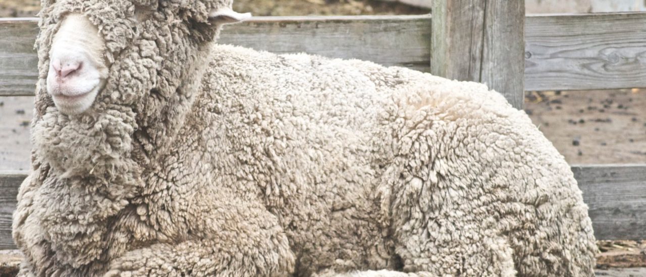Besonders flauschig, nicht immer tiergerecht produziert: Wolle vom Merinoschaf. Foto: Merino Sheep |  Jean / flickr.com / CC BY 2.0