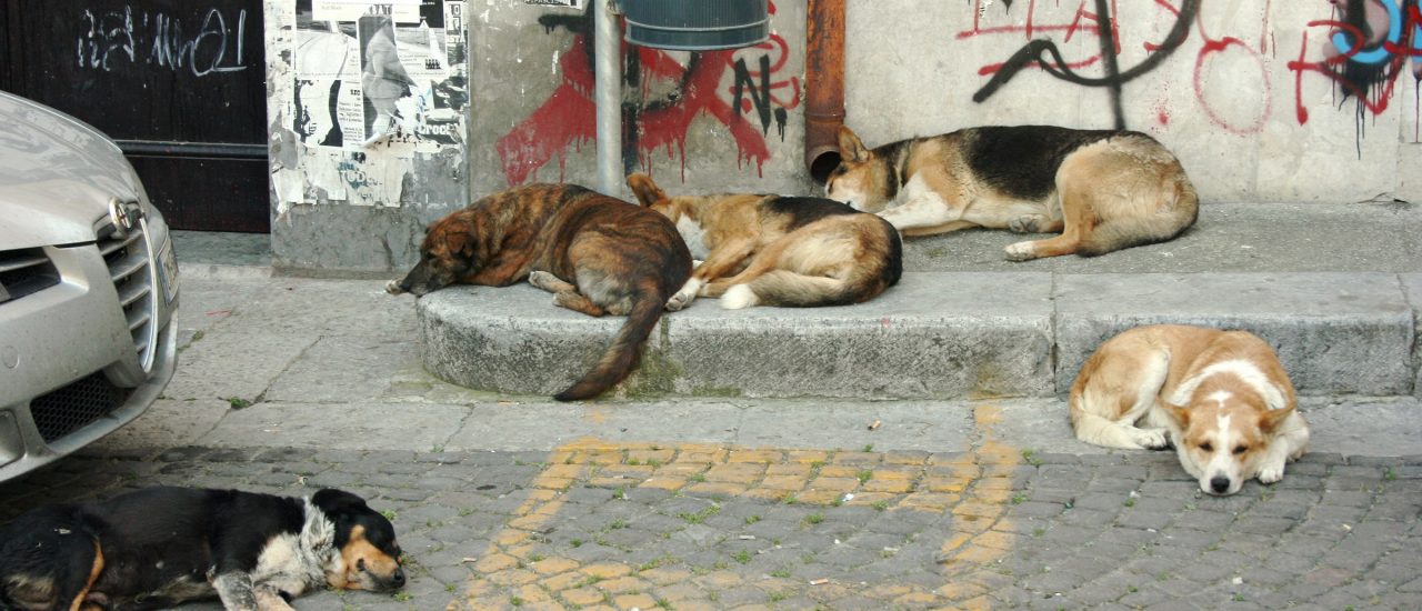 Straßenhunde in Palermo. Foto: CC-BY-SA 2.5 | Matthias Süßen | wikimedia.