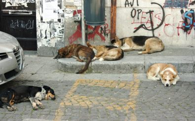 Straßenhunde in Palermo. Foto: CC-BY-SA 2.5 | Matthias Süßen | wikimedia.