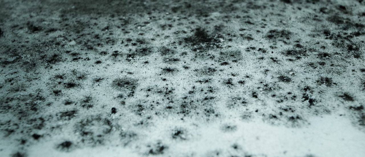 Weiß, grau, schwarz, pelzig, schwammig. Schimmel taucht in verschiedenen Farben und Formen auf. Foto: Mold CC BY-SA 2.0 | Toshiyuki IMAI / flickr.com