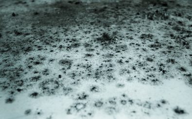Weiß, grau, schwarz, pelzig, schwammig. Schimmel taucht in verschiedenen Farben und Formen auf. Foto: Mold CC BY-SA 2.0 | Toshiyuki IMAI / flickr.com