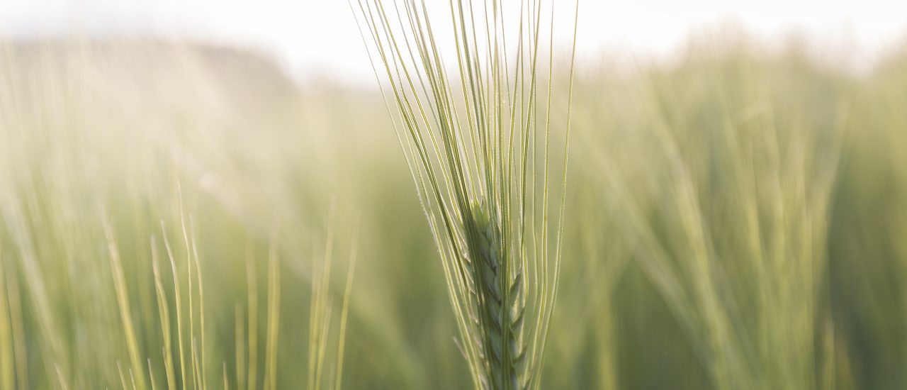 Nicht nur Bio-Bauern freuen sich über Saatgut aus ökologischer Forschung. Auch die konventionelle Landwirtschaft kann von der Forschung auf dem Feld profitieren. Foto: Getreideähre | CC BY 2.0 | David Schiersner | flickr.com