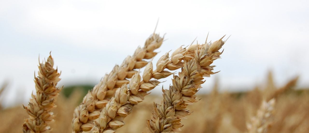 In Zukunft nur noch Einheits-Getreide? Bayer kauft Monsanto und wird damit die weltweite Nummer 1 in der Agrarchemie. Foto: Grain | CC BY 2.0 | Marc Di Luzio / flickr.com