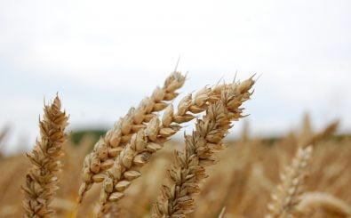 In Zukunft nur noch Einheits-Getreide? Bayer kauft Monsanto und wird damit die weltweite Nummer 1 in der Agrarchemie. Foto: Grain | CC BY 2.0 | Marc Di Luzio / flickr.com