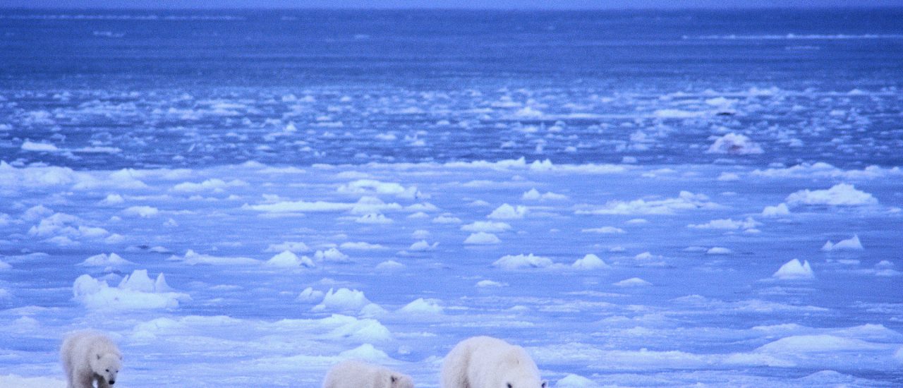 Der Eisbär ist vielleicht das populärste Symbol für den zunehmenden Klimawandel. Momentan ruhen alle Hoffnungen auf dem Klimavertrag von Paris. Foto: Wildest Arctic/ Credits: CC BY 2.0 | Lwp Kommunikáció / flickr.com