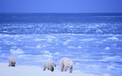Der Eisbär ist vielleicht das populärste Symbol für den zunehmenden Klimawandel. Momentan ruhen alle Hoffnungen auf dem Klimavertrag von Paris. Foto: Wildest Arctic/ Credits: CC BY 2.0 | Lwp Kommunikáció / flickr.com