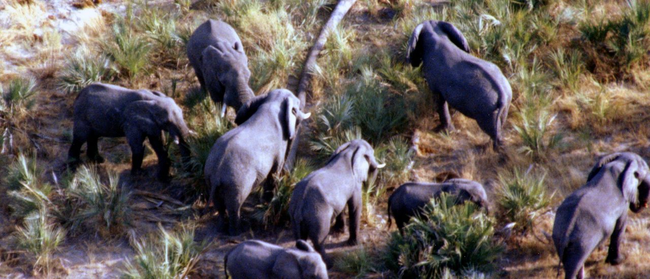 Forscher haben die Elefanten aus Flugzeugen heraus gezählt. Ihr Resultat: Es gibt viel weniger Dickhäuter als gedacht. Foto: Okavango Delta, Botswana CC BY-SA 2.0 | Carine06 / flickr.com
