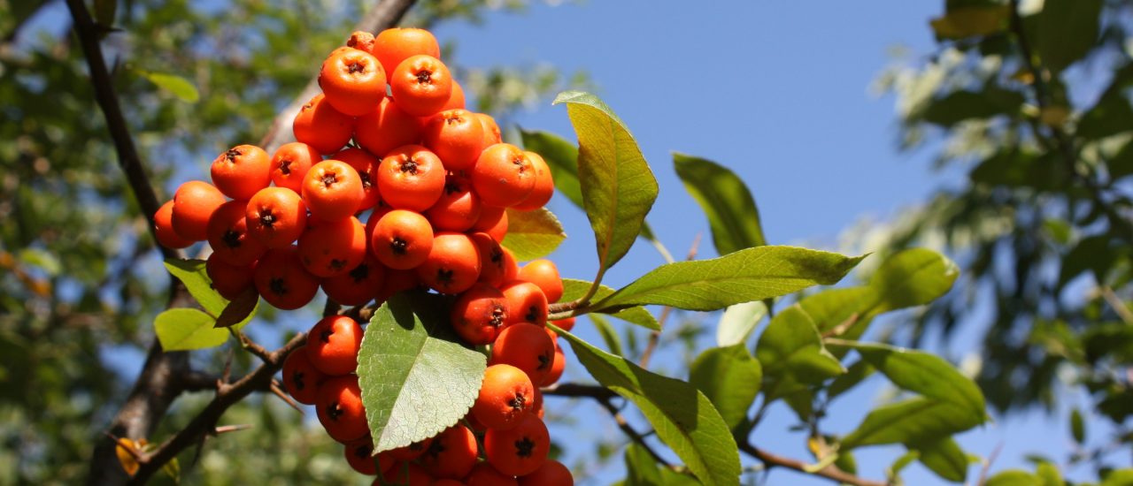 Die Vogelbeere erkennt man an den zackigen Blättern. Die orangenen Früchte sind milder als die Roten. | Foto: Juliane Neubauer / detektor.fm