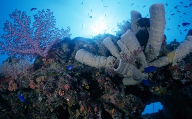 Nicht nur Korallen, auch Schwämme prägen das Erscheinungsbild tropischer Korallenriffe. Foto: BXP47957 / credits: CC BY 2.0 | Angell Williams | Flickr.com