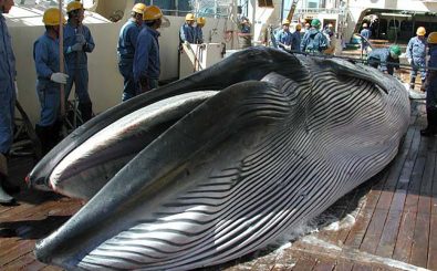 Walfang in Japan – angeblich zu „Forschungszwecken“. Foto: Institute of Cetacean Research | AFP.