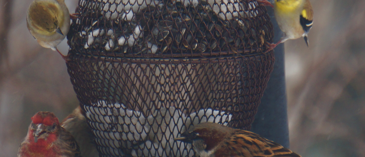 Viele heimische Vögel sind in der kalten Jahreszeit auf Futtersuche und freuen sich über unsere Hilfe bei der Überwinterung. Foto: All sizes and colors CC BY 2.0 | Rachel Kramer / flickr.com