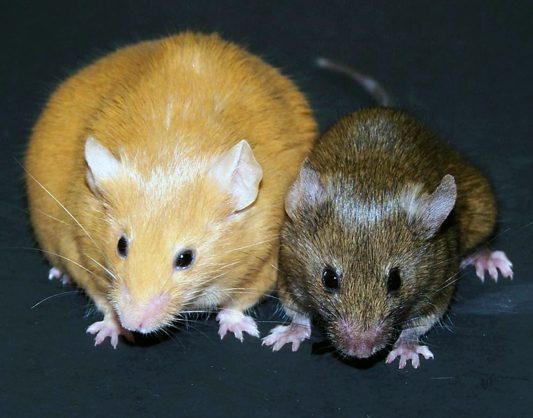 Agouti-Mäuse - Sie sind genetische Zwillinge mit abweichender Erscheinung. Hervorgerufen wird dies durch die epigenetische Unterdrückung eines dominanten Gens.