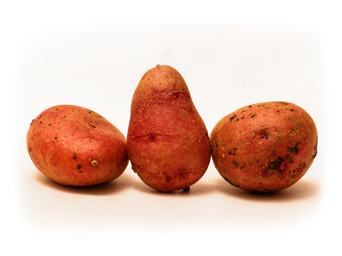 Rotschalig oder lila: Bunte Kartoffeln sind immer mehr im Kommen. Foto: The Krauts | Enrico Meyer | The Krauts