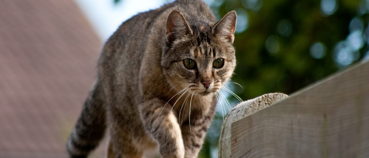 Herrenlose Katzen landen häufig im Tierheim. Dort müssen sie tierärztlich behandelt werden. Eine Katzensteuer, die in den Tierschutz fließen würde, käme auch ihnen zugute. Foto: Sneaking cat | CC BY 2.0 | Hans Pama / flickr.com