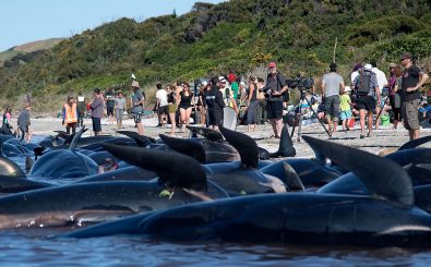 An der neuseeländischen Küste sind in den letzten Tagen hunderte Wale gestrandet. Freiwillige Helfer versuchen sie zu retten. Foto: Marty Melville | AFP
