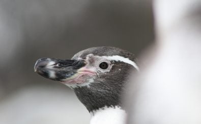 Aus dem Mannheimer Luisenpark ist ein Humboldt-Pinguin verschwunden. Warum klaut jemand einen Pinguin? Foto: face of / Zoo Cologne – Kölner Zoo CC BY-SA 2.0 | Martin Fisch / flickr.com