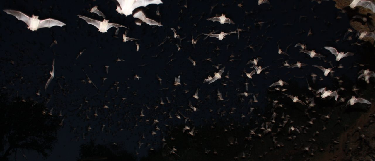 Die Spezialisten für Echo-Ortung schlechthin sind Fledermäuse. Neben ihren großen Ohren nutzen sie spezielle Areale im Gehirn für die Echoortung. Foto: Mexican free-tailed bats exiting Bracken Bat Cave/ credits: CC BY 2.0 | U.S. Fish and Wildlife Service Headquarters / flickr.com