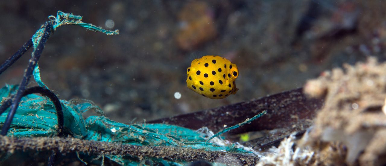 Unser Müll hat krebserregende Stoffe an die tiefsten Stellen der Meere gebracht. Foto: Juvenile boxfish in Ambon rubbish | CC BY 2.0 | prilfish / flickr.com