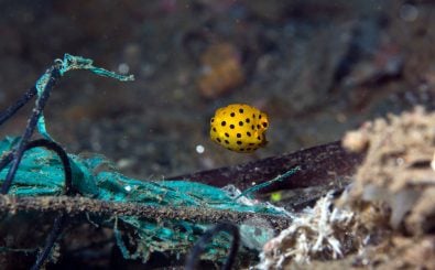 Unser Müll hat krebserregende Stoffe an die tiefsten Stellen der Meere gebracht. Foto: Juvenile boxfish in Ambon rubbish | CC BY 2.0 | prilfish / flickr.com