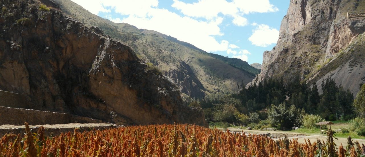 Das ursprüngliche Anbaugebiet von Quinoa liegt in den Anden. Foto: Quinoa CC BY-SA 2.0 | Héctor Montero Sommerfeld / flickr.com