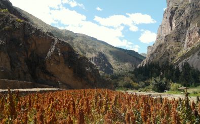 Das ursprüngliche Anbaugebiet von Quinoa liegt in den Anden. Foto: Quinoa CC BY-SA 2.0 | Héctor Montero Sommerfeld / flickr.com