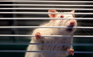 Mäuse und Ratten sind häufig Labortiere. Könnte die neue Methode gegen Tierversuche ihnen die Freiheit schenken? Foto: CC BY 2.0 | David Noah / flickr.com